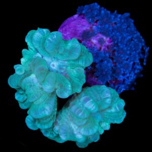 Green Candy Cane Coral + Blue Snowflake Polyps