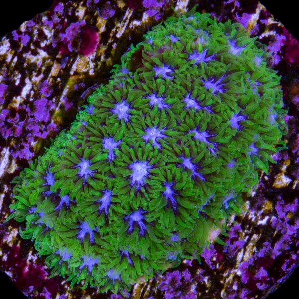 Blue & Green  Leptastrea Coral