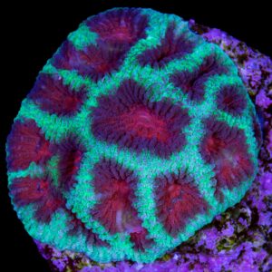 Red & Green Favia Coral