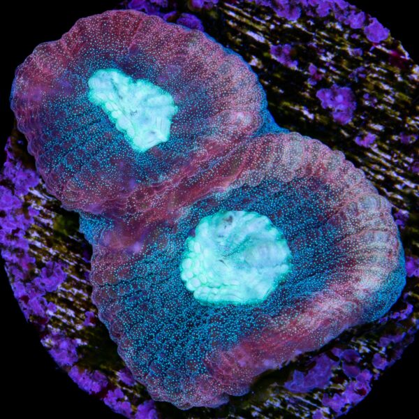 Alien Moon Goniastrea Coral