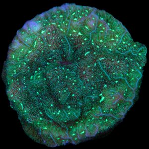 Green Leptoseris Coral