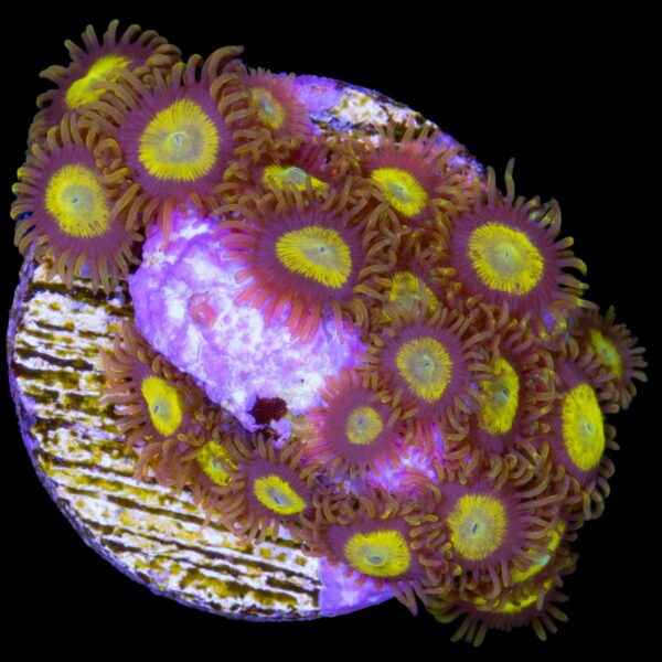 King Midas Zoanthids