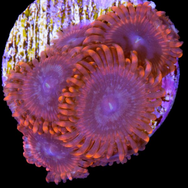 Lunar Eclipse Zoanthids