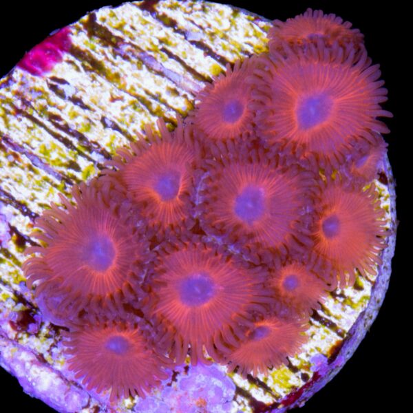 Kedd's Reds Zoanthids