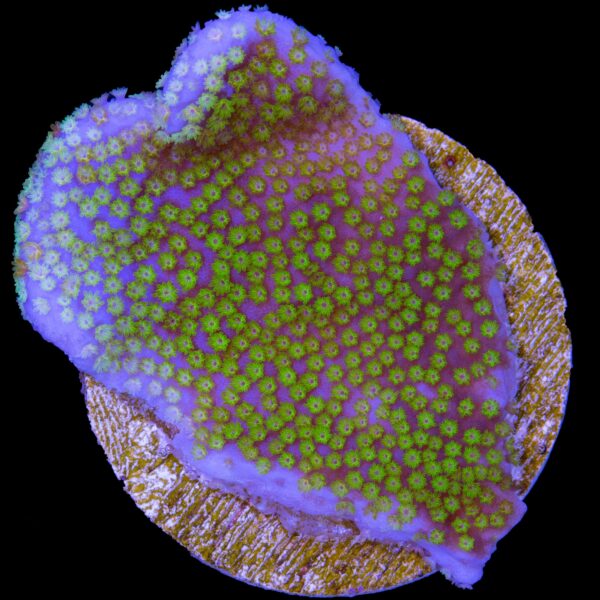 Rainbow Montipora Coral