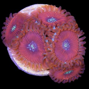 Magician Zoanthids