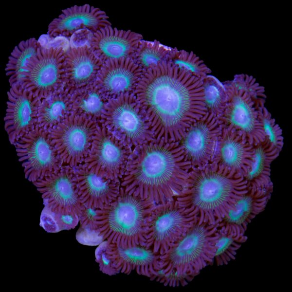 Hulk Zoanthids