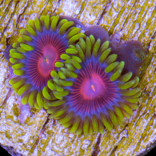 Iron Man Zoanthids