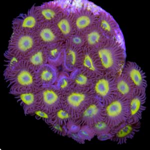 Dragonfly Zoanthids