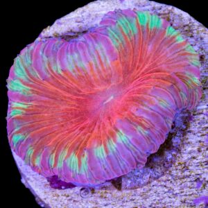 Ultra Blastomussa Wellsi Coral