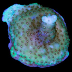 Efflo Acropora Coral