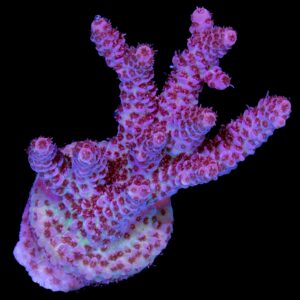 Raspberry Acropora Coral