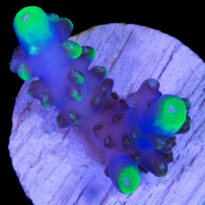 Vivid's Cosmic Twist Acropora Coral - New Release