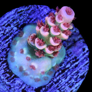 Space Candy Tenuis Acropora Coral