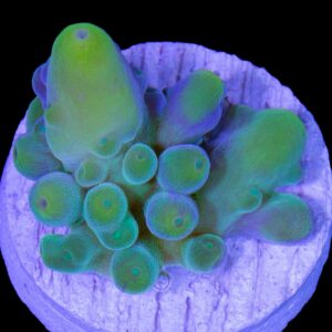 Vivid's Enigma Acropora Coral