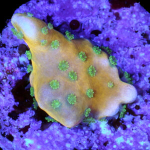 Tropicana Anacropora Coral