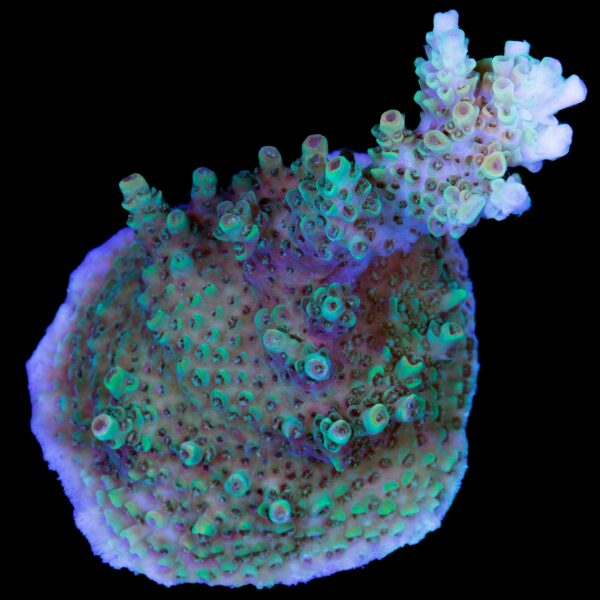 Bill Murray Acropora Coral