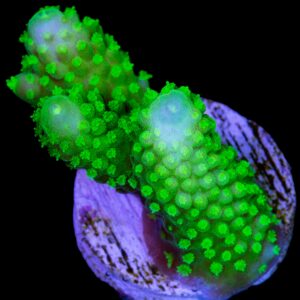 Vivid's Laser Beam Acropora Coral