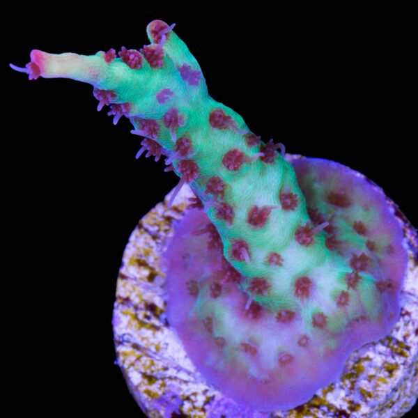 Super Cake Shortcake Acropora Coral