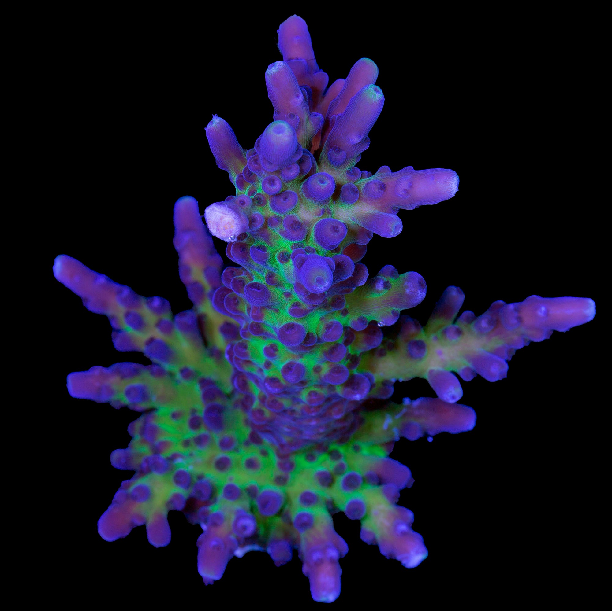 Blue Green Tort Acropora Coral - Mini Colony