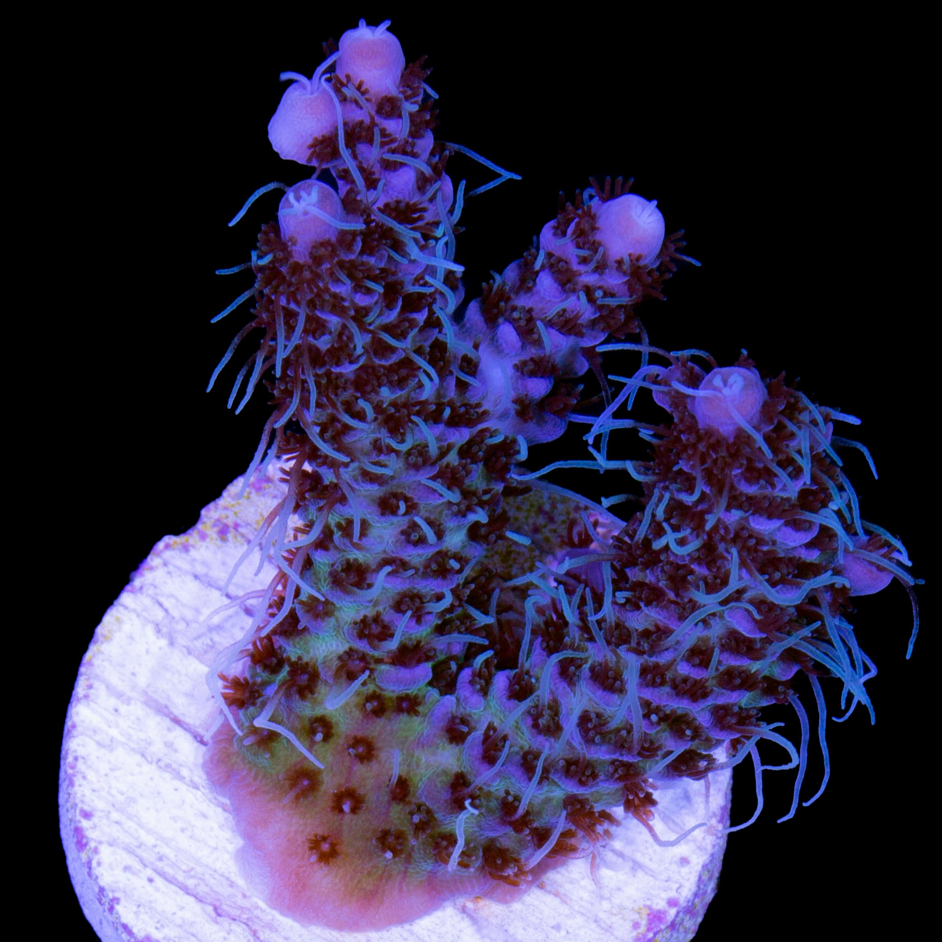 Blue Millepora Acropora Coral