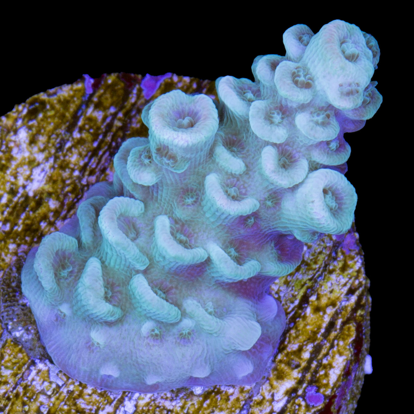 Blue Green Tenuis Acropora Coral