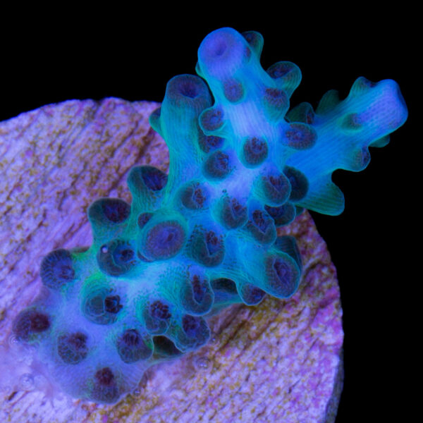 Aegean Acropora Coral