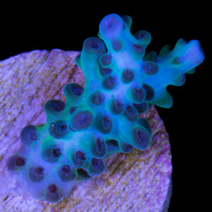Aegean Acropora Coral