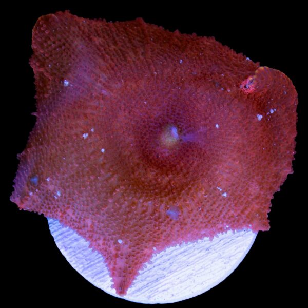 Candy Cane Mushroom Coral