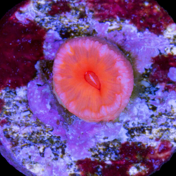 Dendrophyllia Coral