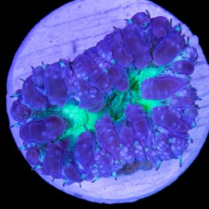 Purple & Green Blastomussa Wellsi Coral