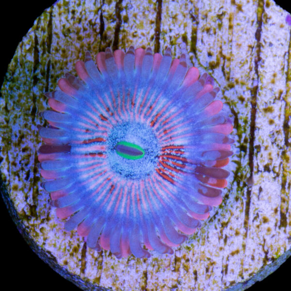 White Zombie Zoanthid