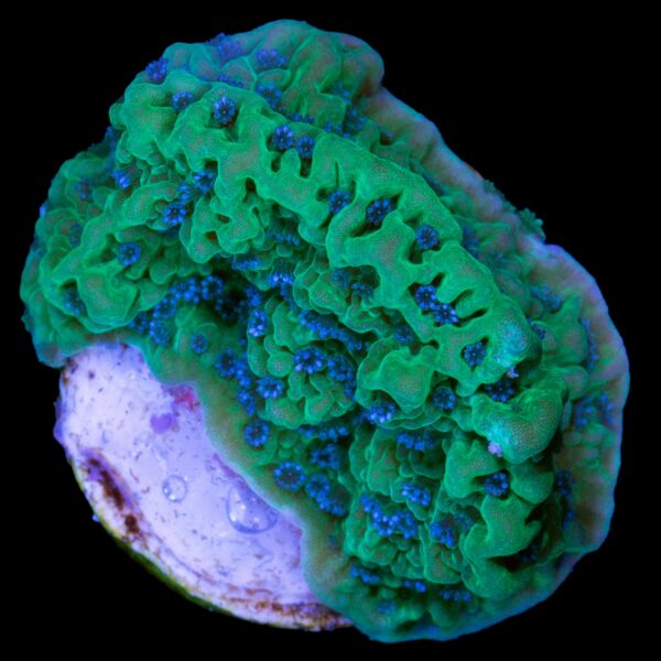 Apple Berry Montipora Coral