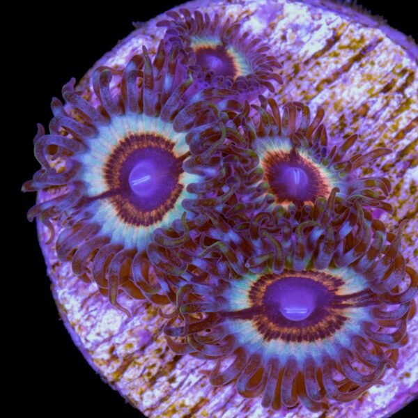 JF Sonic Flare Zoanthid Coral