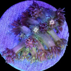Rainbow Sparkle Goniopora Coral - New Release