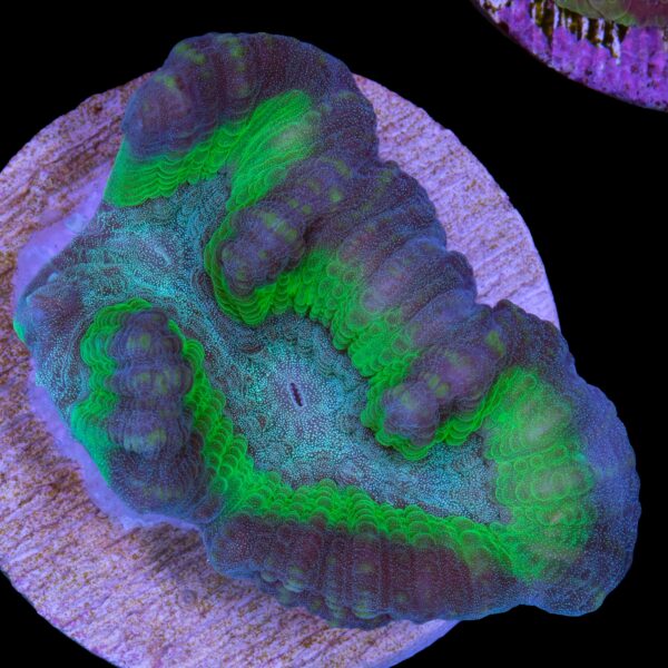 Aussie Oulophyllia Coral - New Release