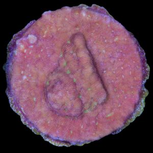 Ultra Leptoseris Coral