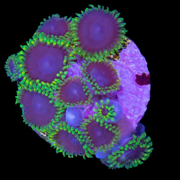 Joker Zoanthids