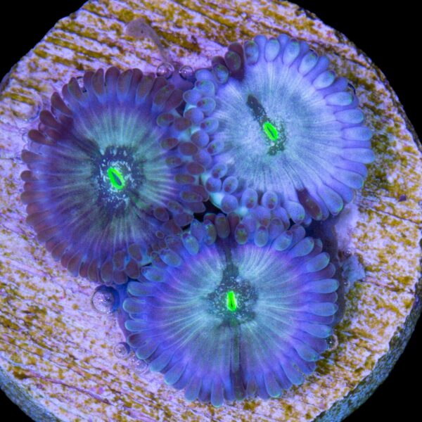 Blue Hawaiian Zoanthids