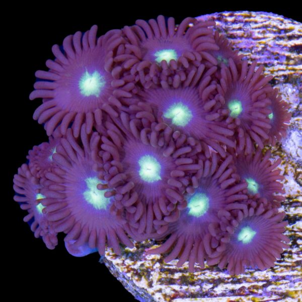 Blue Bird Zoanthids