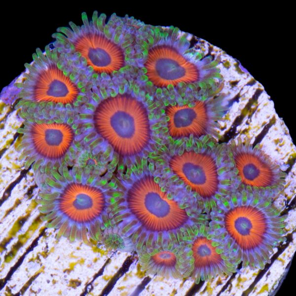 Watermelon Zoanthids