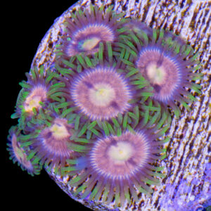 Purple Panther Zoanthids