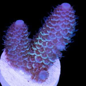 Blue Wave Spathulata Acropora Coral - New Release