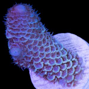 Blue Wave Spathulata Acropora Coral