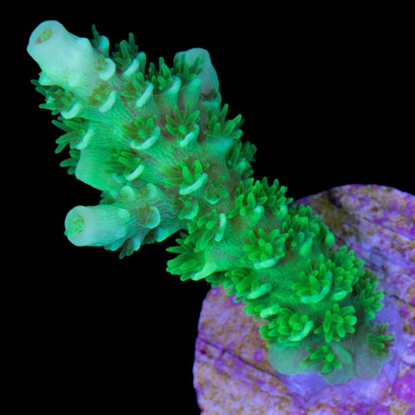 Super Fuzz Buzz Acropora Coral - New Release