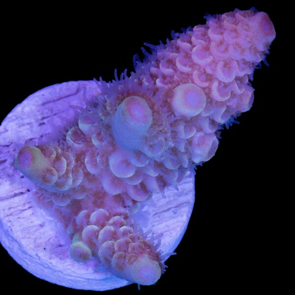 Pink Orchid Spathulata Acropora Coral - New Release