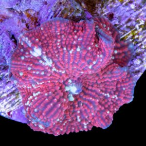 Red Devil Mushroom Coral