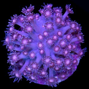Vivid's Starscream Goniopora Coral - XL Frag