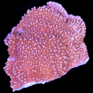 Fairytale Montipora Coral Colony