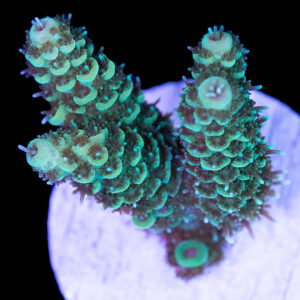 Ultra Milliepora Acropora Coral